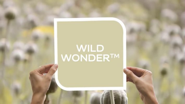 Wild wonder